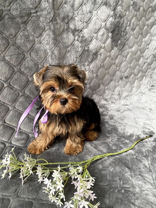 Йорки гарнесенькі