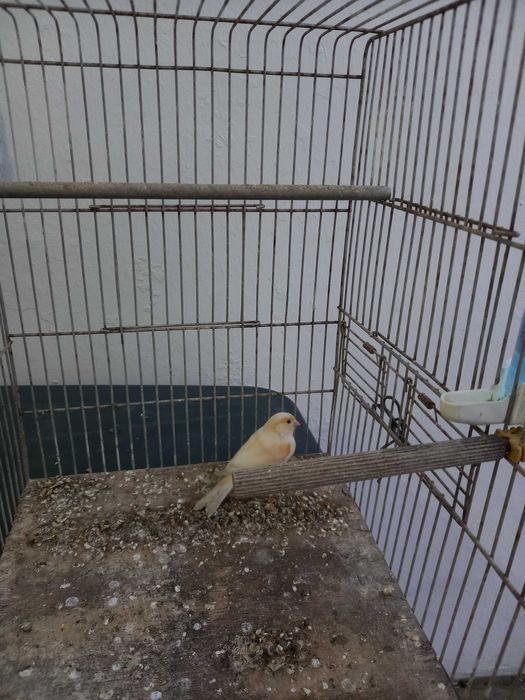 Casal de Canários 2025