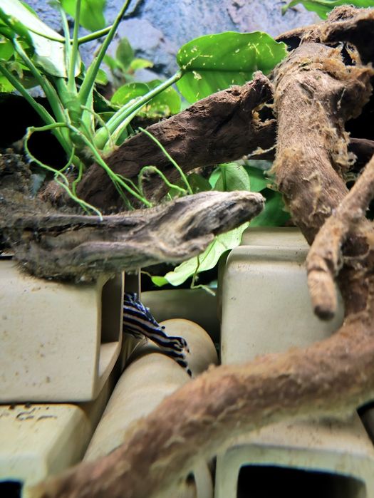 Zbrojnik zebra (Hypancistrus zebra)- L46  od 3 do 3.5cm.