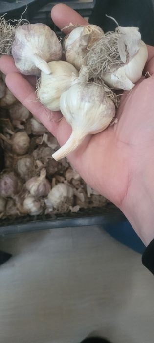 Czosnek harnaś obierany ręcznie