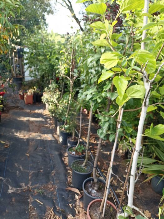 Árvores e plantas de jardim tenho todo   de frutos