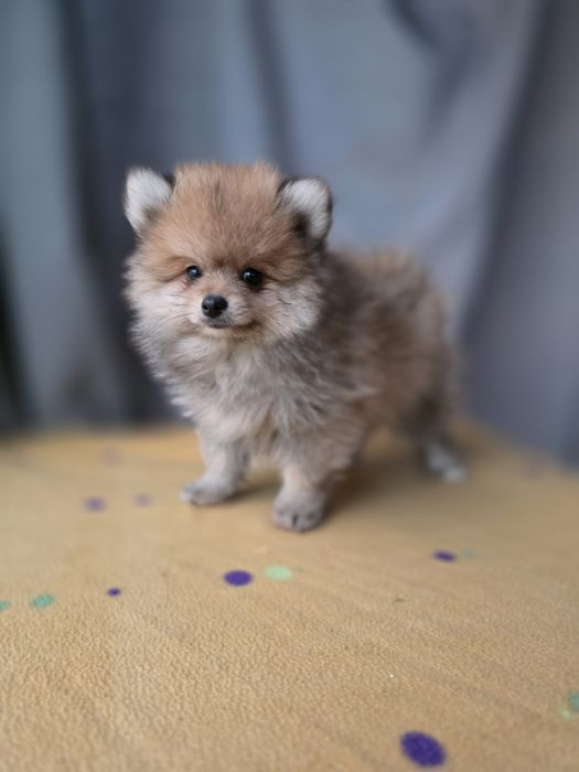 Spitz Anão Macho