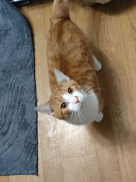 Oddam kotki w dobre ręce