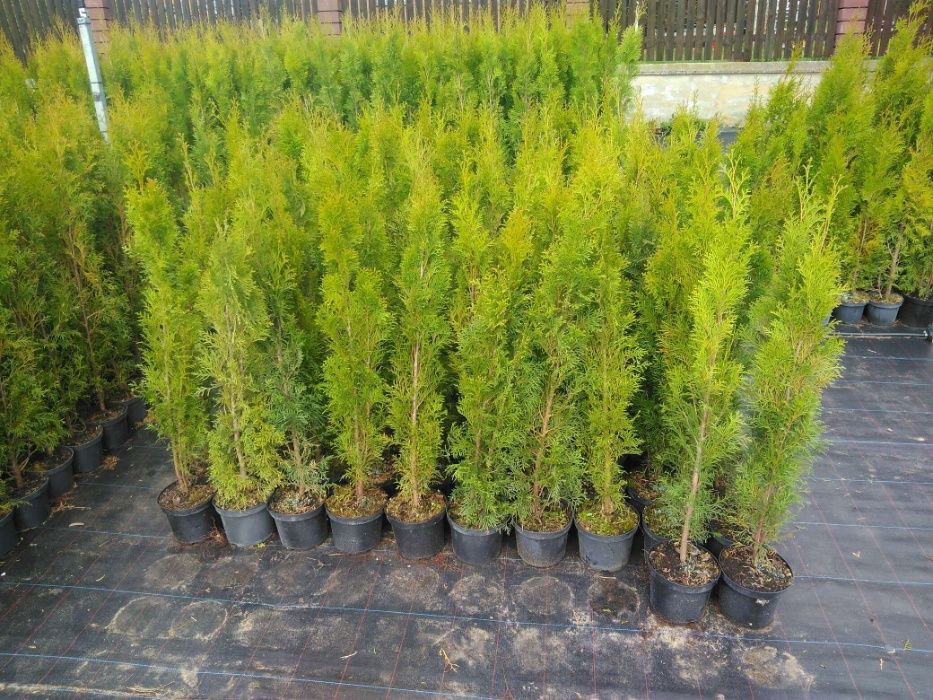 PRODUCENT Tuja Szmaragd na zywoplot 90-100 cm w Donicy DOWOZIMY
