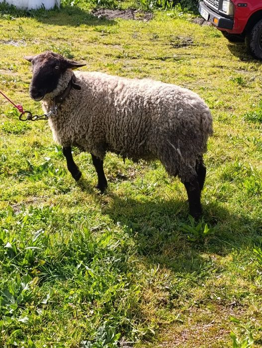 Tenho para venda carneiro de raça Suffolk Francês