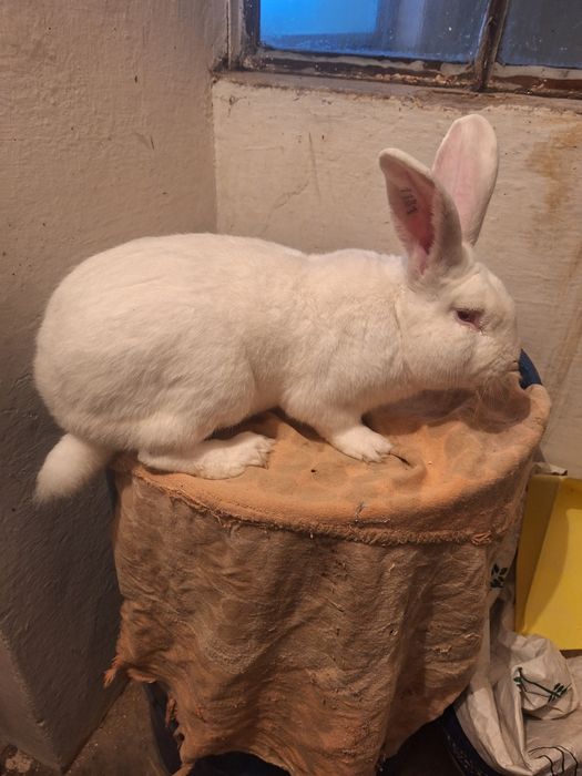 Termondzki Biały samiec