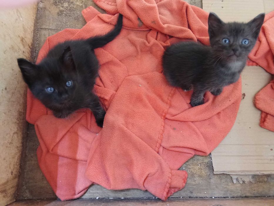 Dois bebés felinos lindíssimos que serão a delícia de quem os adotar...