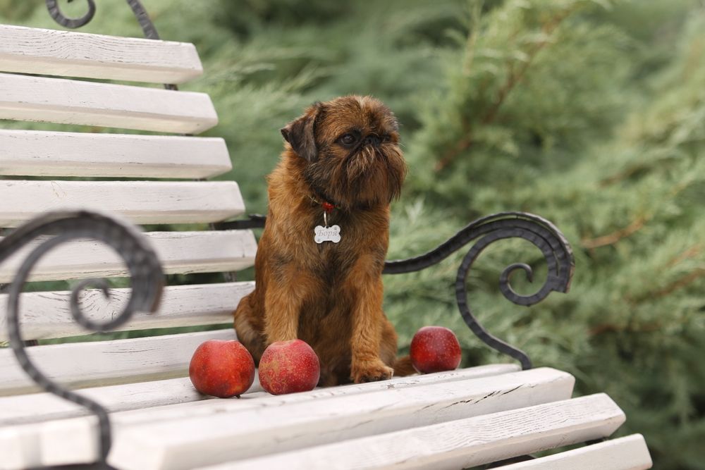 Гриффон Брюссельский. Вязка.