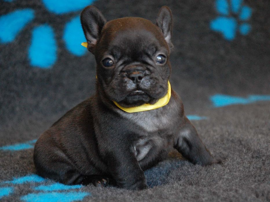 Buldog francuski piesek Nuggets z rodowodem ZKwP/FCI