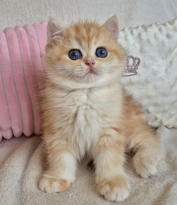 Золоті красунчики хлопчики дівчатка