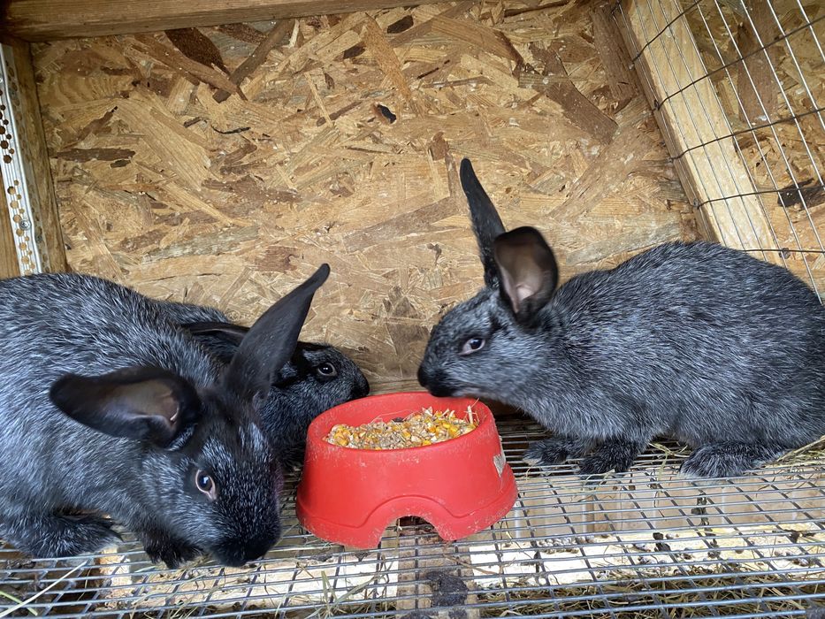 Кролі Полтавське срібло