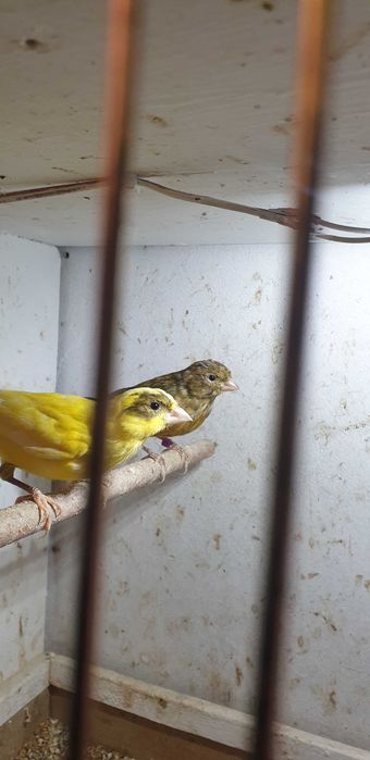 Kanarki młode samczyki i samiczki