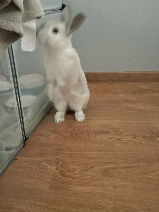 Krolik miniaturka