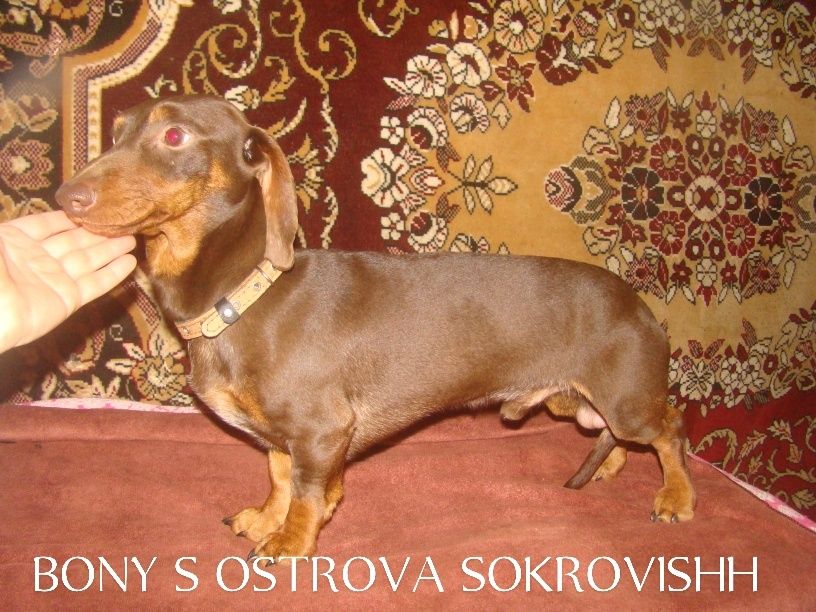Коричнево-подпалый кобель гл таксы мини для вязки КСУ