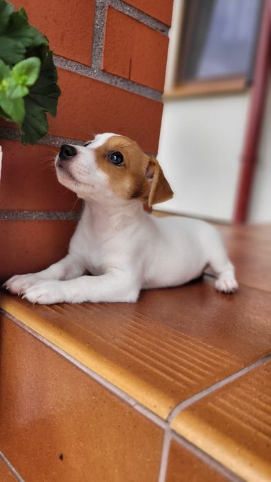 Jack Russell Terrier