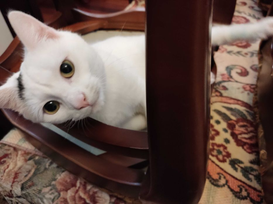 gdzie człowiek którego Śnieżynka pilnie szuka? DOM Z OGRÓDKIEM