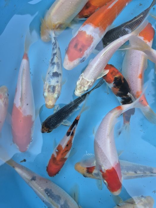 Carpas koi 10cm a 18cm