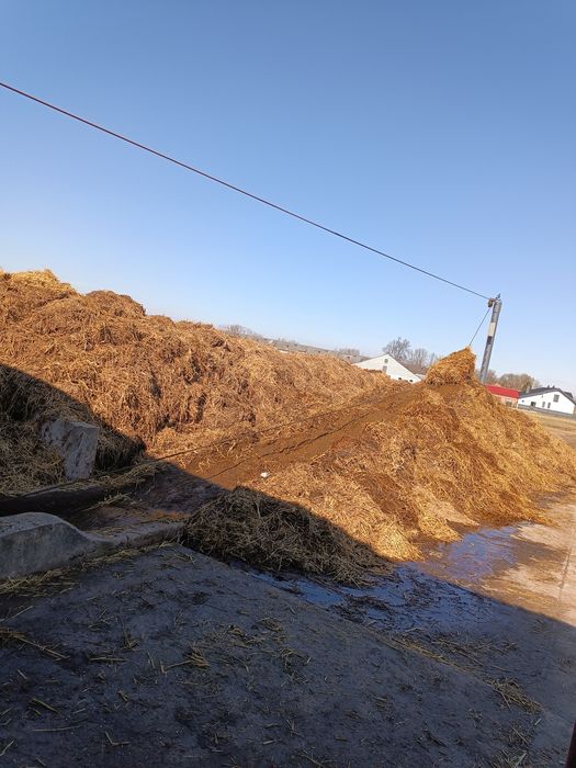 Obornik bydlęcy z płyty