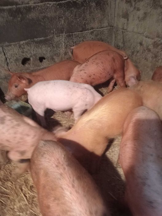 Leitões  Pietran com duroc e tenho também brancos