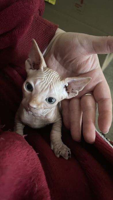 Продам кошеня канадаського сфінкса