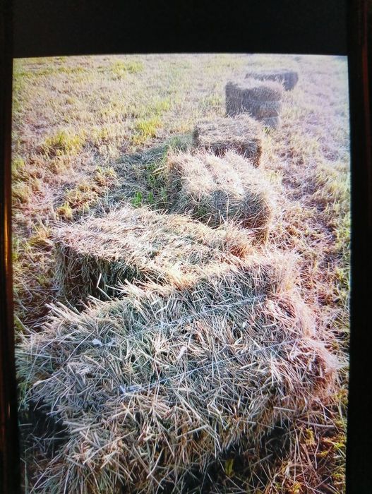 Sprzedam siano i słomę.