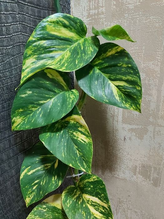 Эпипремнум Гигантеум