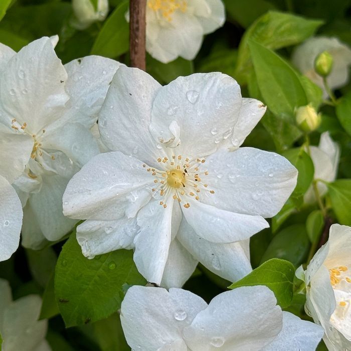 Jaśminowiec wonny 'Polar Star' Ogromne Kwiaty (Philadelphus) 2L