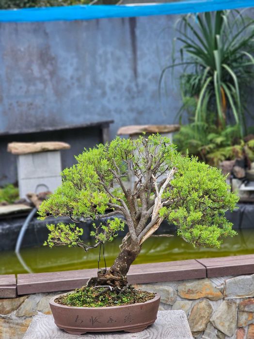 Bonsai alcrim do norte (diosma)