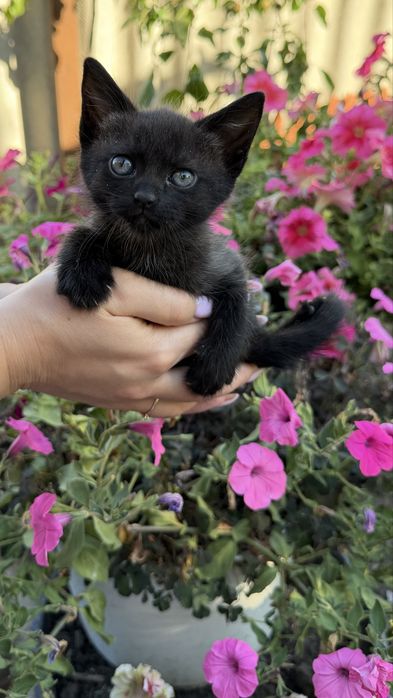Кошенята (безкоштовно)