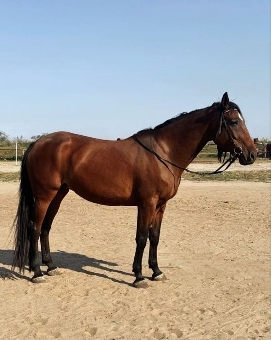 Кінь кобила в розведення, конкур