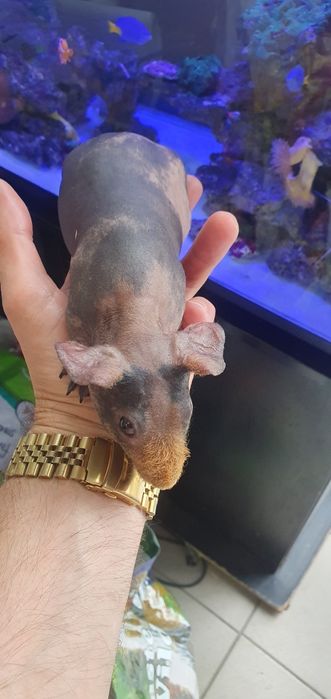 Świnka morska skinny łysa skin