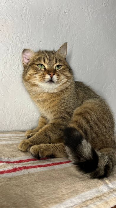 Отдам_ кошки_ коты_ котята_ бублик