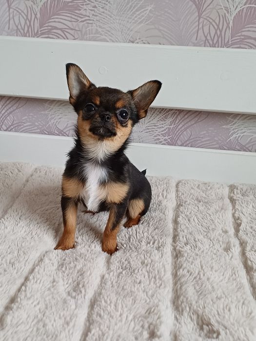 Супер міні казкова дівчинка