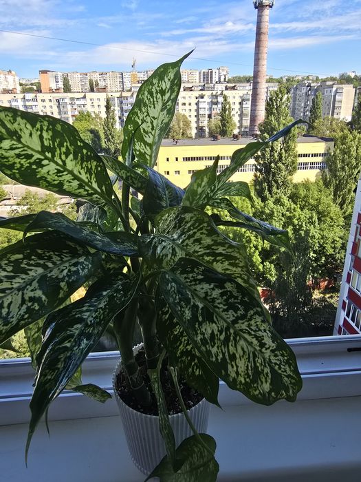 Диффенбахия кущова