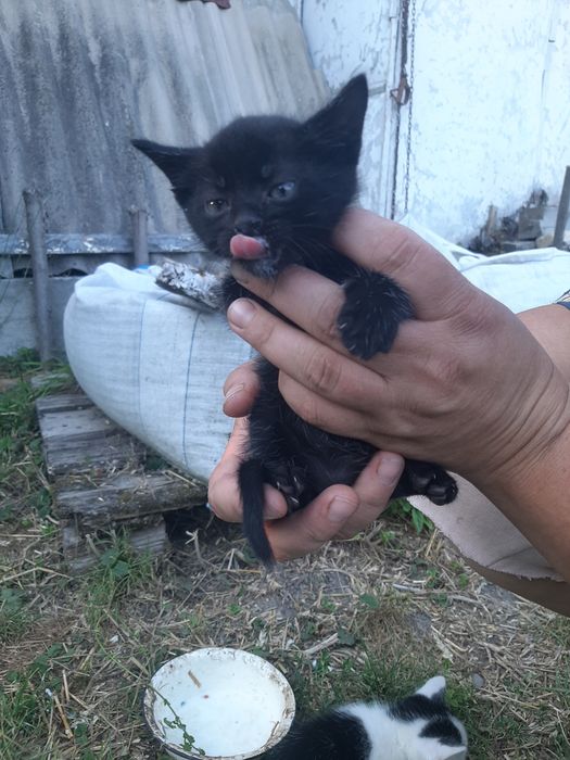 Котики безкоштовно