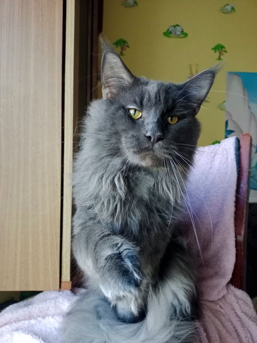 Кіт мейн-кун  2 роки, в'язка