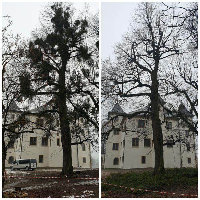 Alpinistyczna wycinka i pielęgnacja drzew, usługi rębakiem i frezarką