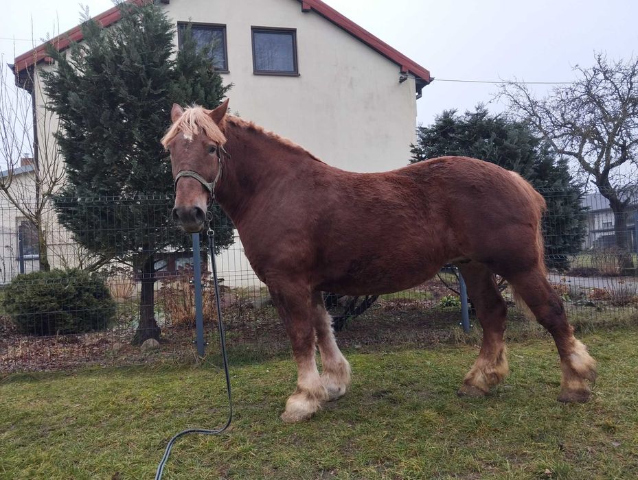 Klacz zimnokrwista 81pkt