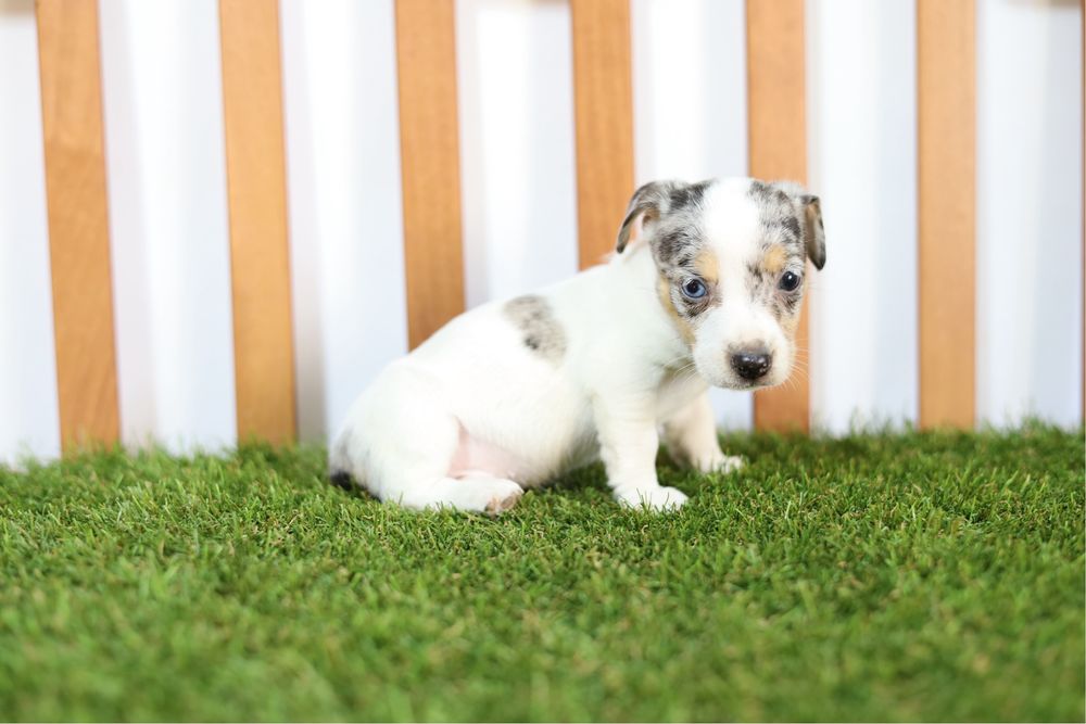 Jack russell exotic