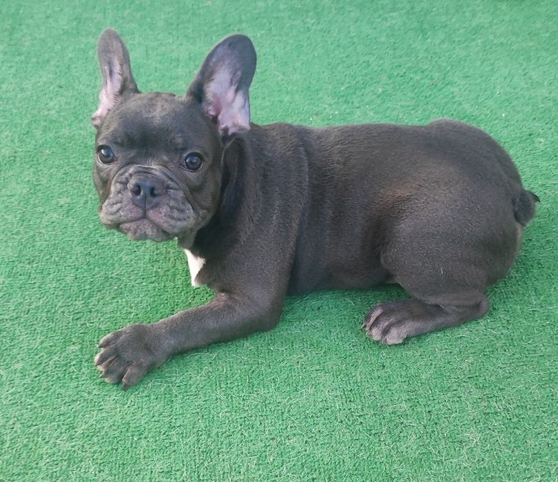 Bulldog francês macho blue