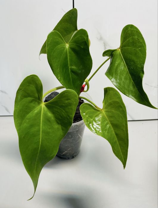 Филодендроны Пинатифидум голд, Антуриум