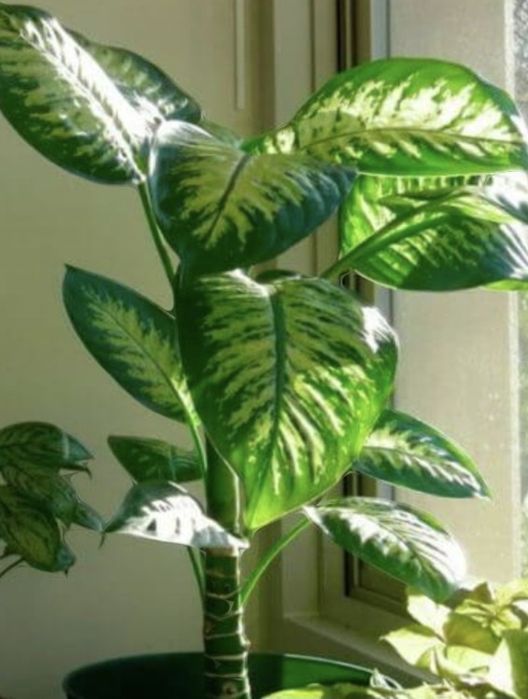 Вазон диффенбафия