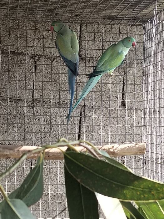 Casal  ring neck