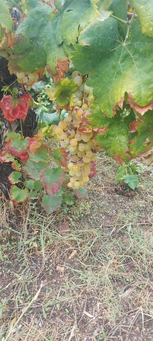 Uvas brancas e tintas para venda