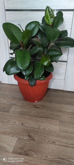 Фикус эластик  крупное растение