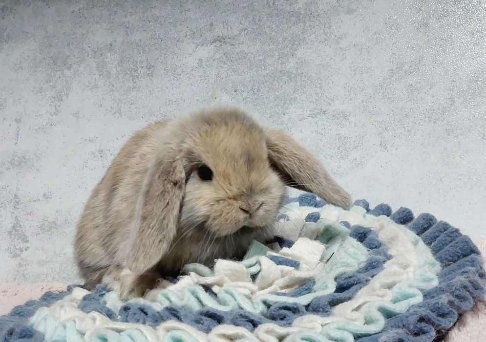 Królik mini lop baranek miniaturka karzełek