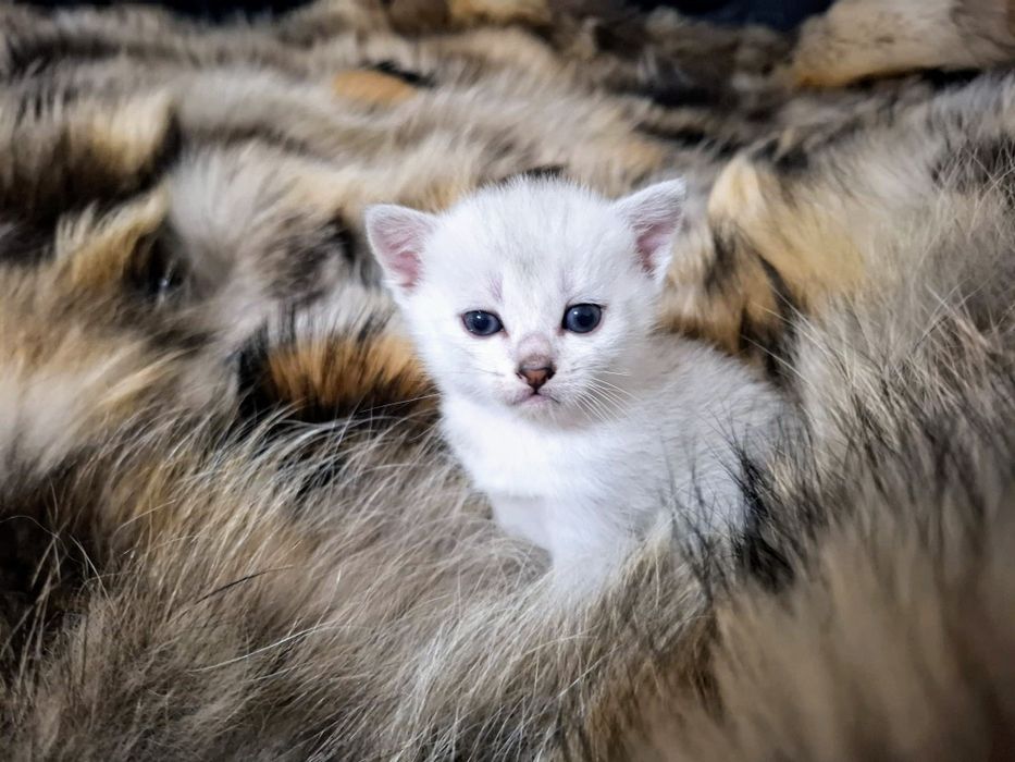 Cudowne Kocie Maleństwa Szkockie Szynszyle