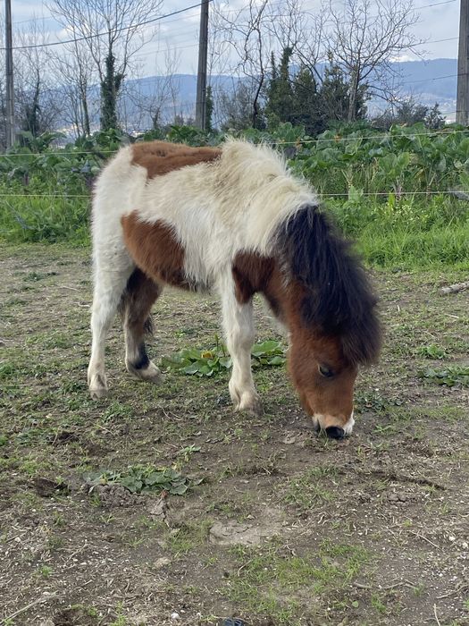 Ponei olho azul ( macho)