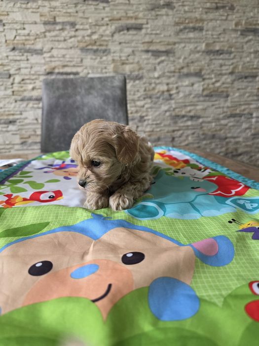 Maltipoo śliczna suczka