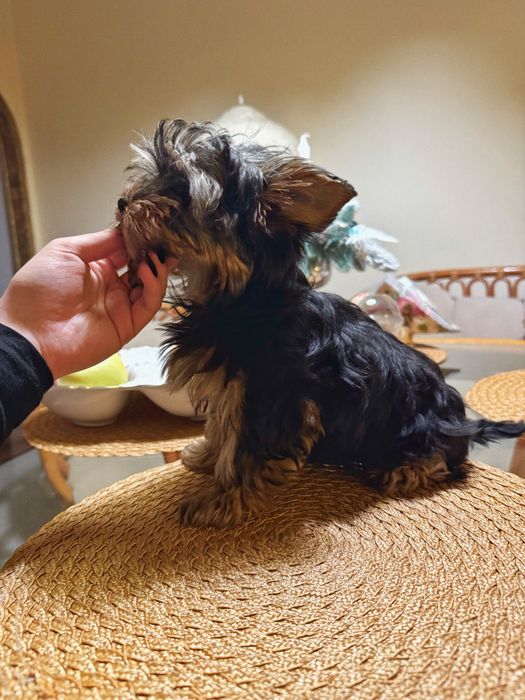 Йорк міні хлопчик преміум